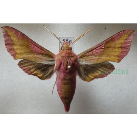 Deilephila porcellus (Linnaeus, 1758) Zmrocznik pazik Poland55e